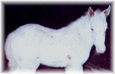 Snow Ghost's Spirit