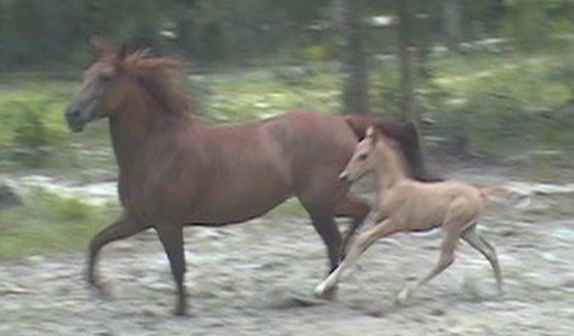Stride