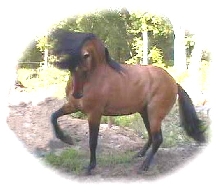 Wind Dancer