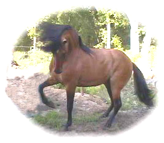 Wind Dancer