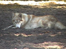 Wolf   The Protector