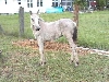 Buckskin filly