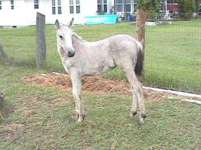 Buckskin filly