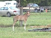 Dun colt