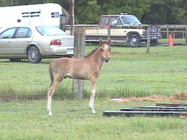 Dun colt
