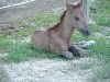 Dun filly