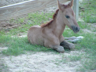 Dun filly