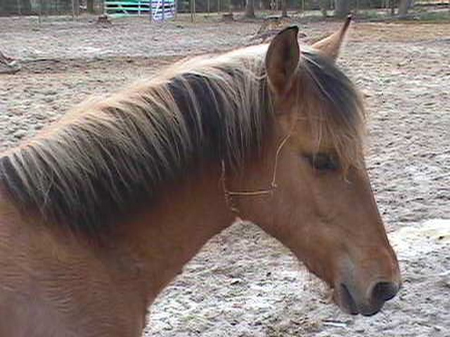 Mane change