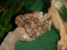 Brazilian Rainbow Boa