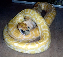 Albino burm eating a rabbit