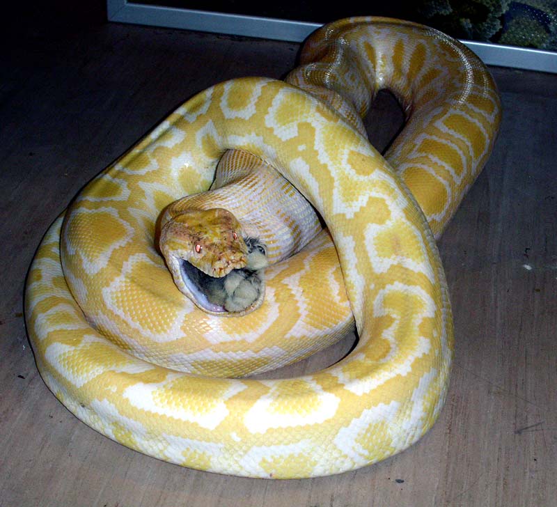 Albino burm eating a rabbit