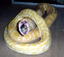Albino burm eating a rabbit.