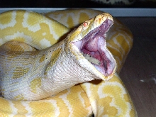 Albino burm eating a rabbit.