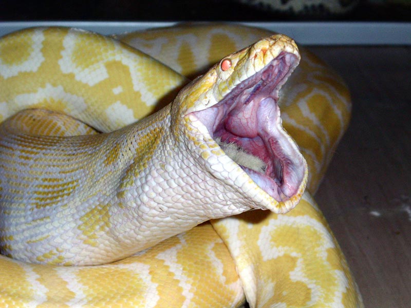 Albino burm eating a rabbit.