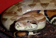 HypoBoa