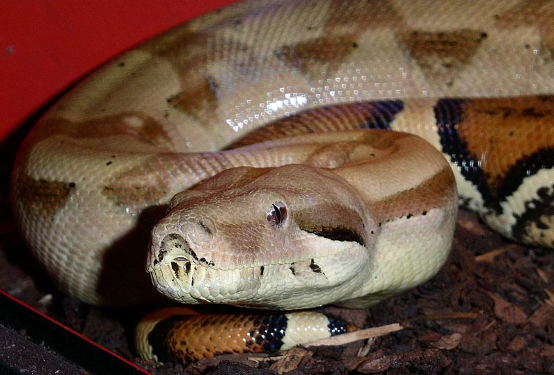HypoBoa
