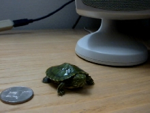 baby turt