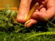 tail