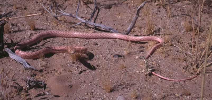 Coachwhip