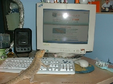 Jeeves hard at work