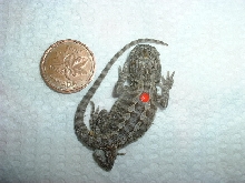 New born baby dragon