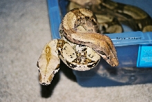boas in bath