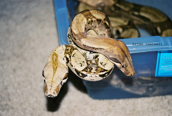 boas in bath