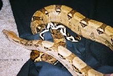male hog cross