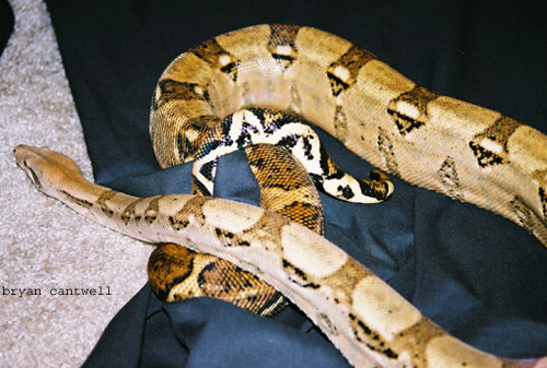male hog cross