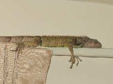 sleeping........