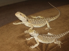 My soon to be breeders