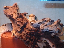 vipco2