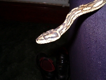 dave3