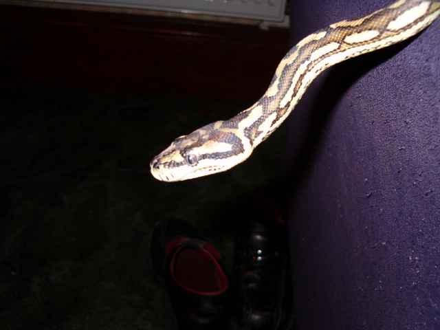 dave3
