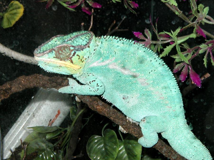 Big Blue