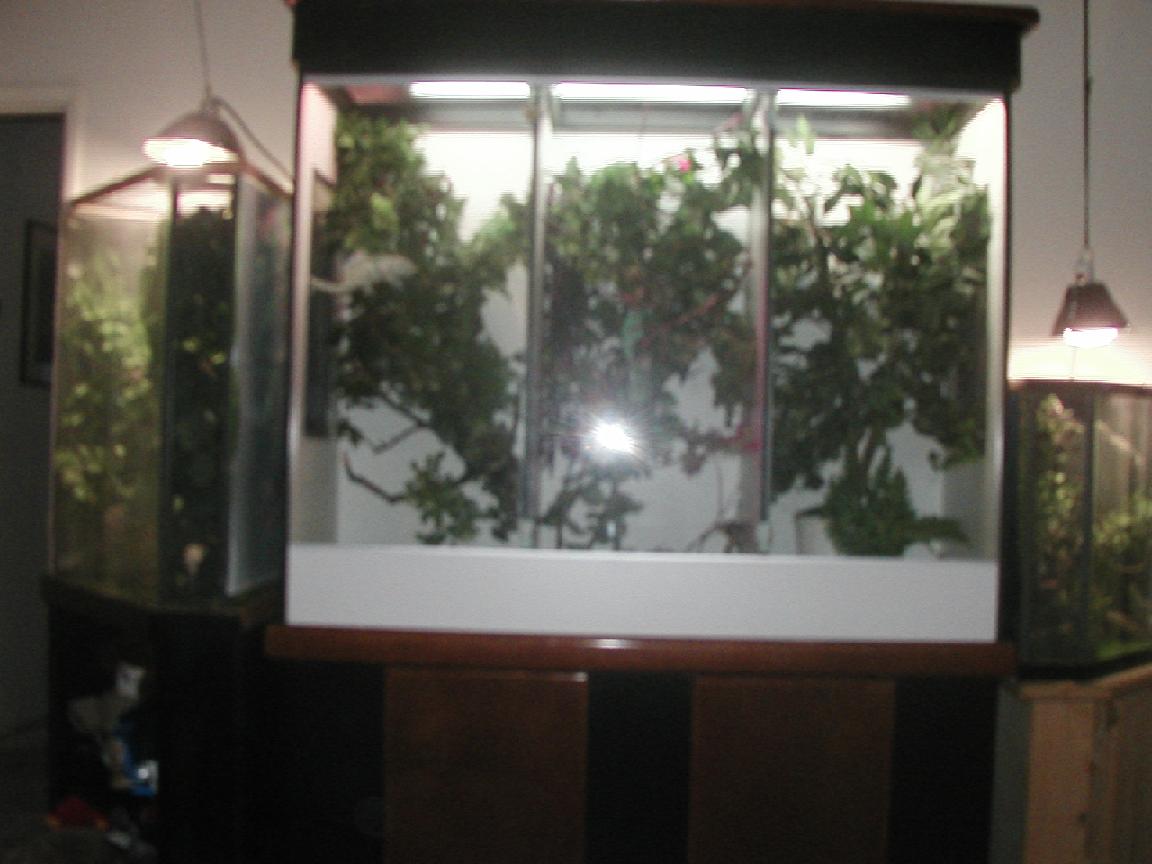 My chameleon set-up