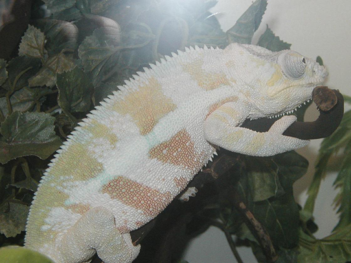 Another pic of Maximus