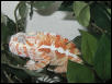 male ambanja fired up