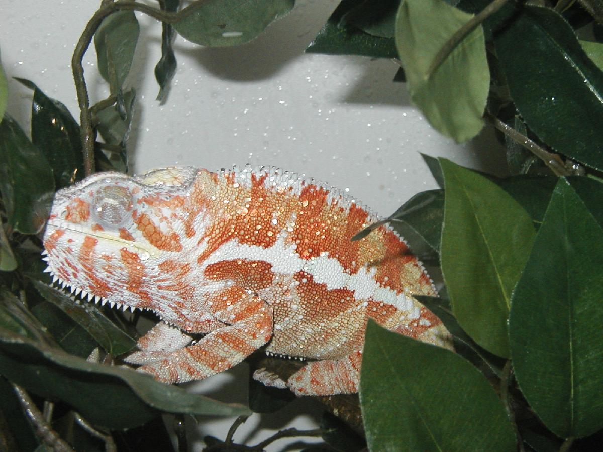 male ambanja fired up