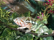 Male Ambanja