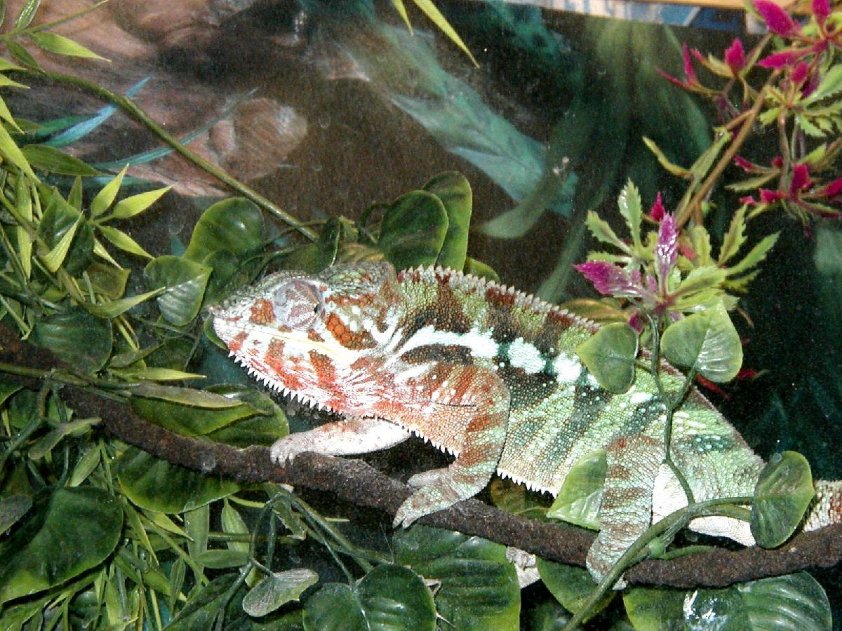Male Ambanja