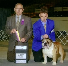 MyToyBulldogs Ch Bandit