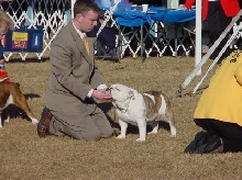 MyToyBulldogs Ch Butterfly