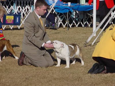 MyToyBulldogs Ch Butterfly