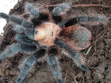 Davis Mountain Aphonopelma
