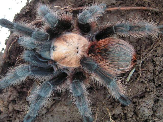 Davis Mountain Aphonopelma