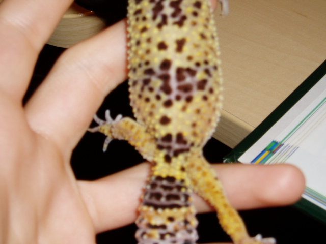 Gravid?