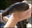 Raven, my male eastern indigo