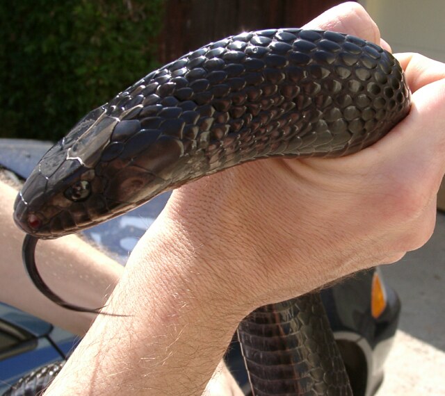 Raven, my male eastern indigo