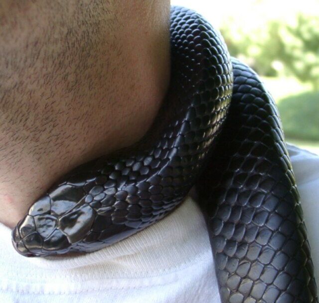Raven, digging into my neck